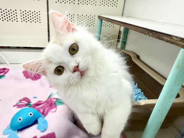 スコティッシュフォールド(クリーム&ホワイト)女の子♪ずっとゴロゴロ甘えんぼ🩷 スコティッシュフォールド