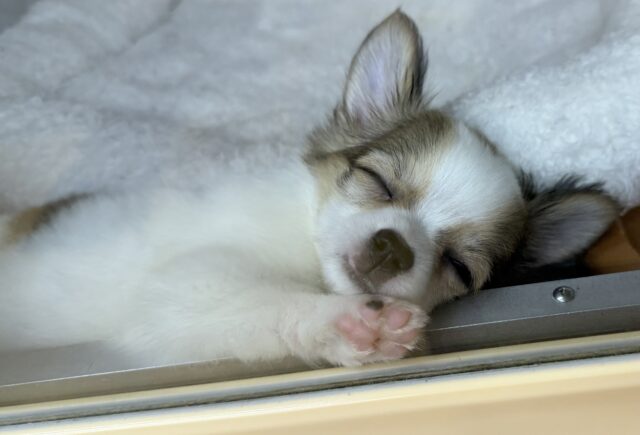 最新📷激かわ!ロングチワワの女の子❤︎ チワワ