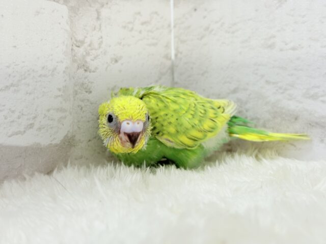 セキセイインコ