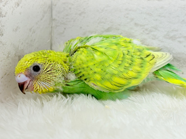 キラキラフレッシュグリーン🥦.*･ﾟセキセイインコ(スパングル) ヒナ