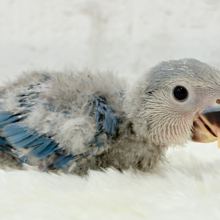 おっとり、まったり、マイペース♡コザクラインコ(ブルーチェリー) ヒナ