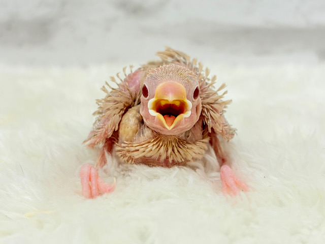 ほっと一息。oO優しいミルクティー☕️🤎シナモン文鳥 ヒナ ほっと一息。oO優しいミルクティー☕️🤎シナモン文鳥 ヒナ