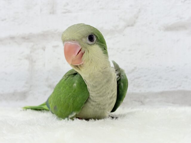 オキナインコ