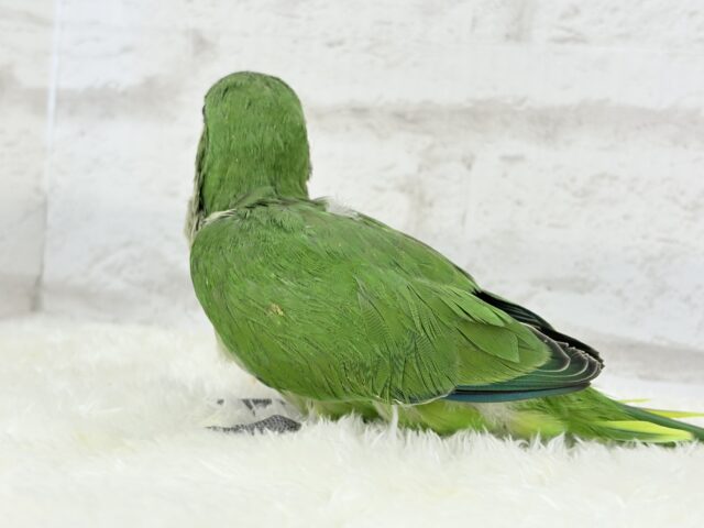 【動画更新🪄】おめめくりくり♡目ヂカラが魅力的🦜💖オキナインコ(ノーマル) ヒナ オキナインコ