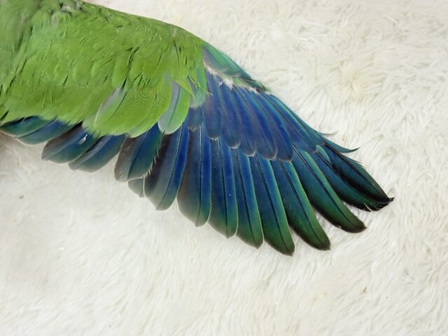 【動画更新🪄】おめめくりくり♡目ヂカラが魅力的🦜💖オキナインコ(ノーマル) ヒナ オキナインコ