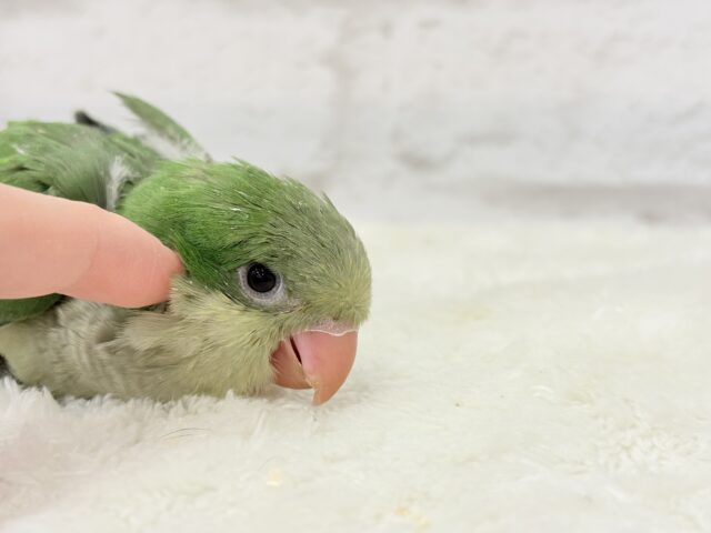 【動画更新🪄】おめめくりくり♡目ヂカラが魅力的🦜💖オキナインコ(ノーマル) ヒナ オキナインコ