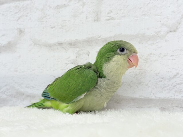 オキナインコ