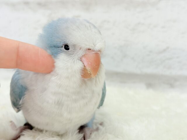 オキナインコ
