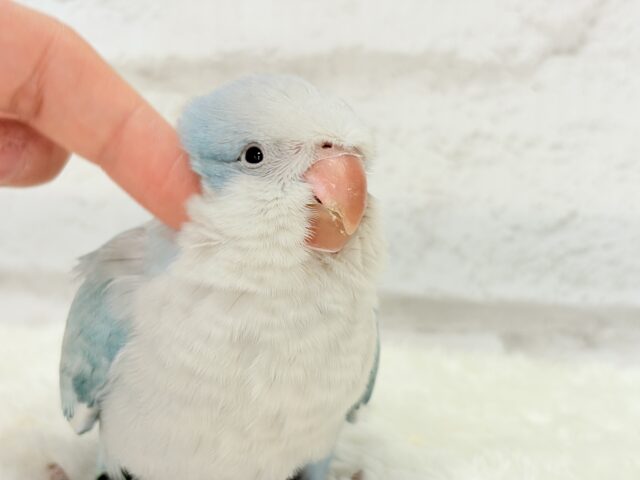 オキナインコ