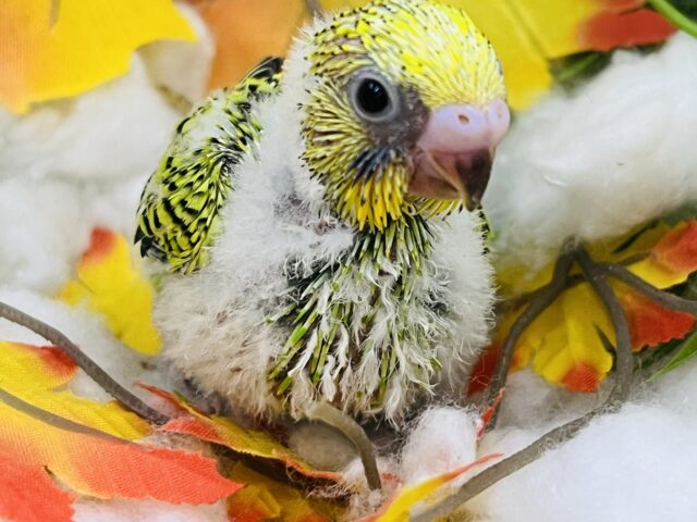 綿毛たっぷり♡セキセイインコ(グリーンオパーリン) 綿毛たっぷり♡セキセイインコ(グリーンオパーリン)