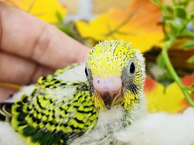 セキセイインコ