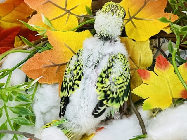 セキセイインコ