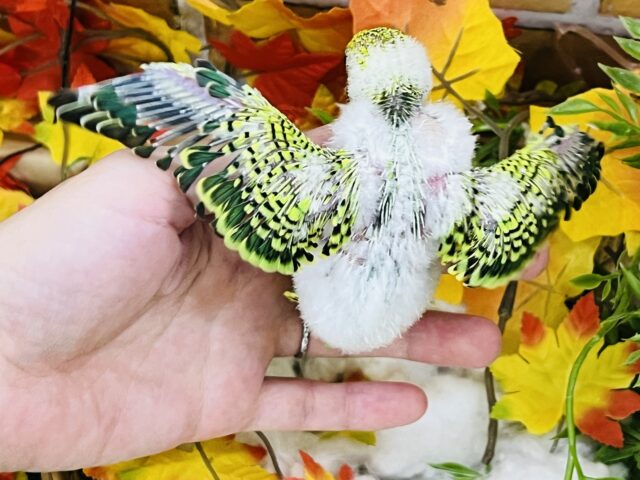 綿毛たっぷり♡セキセイインコ(グリーンオパーリン) セキセイインコ