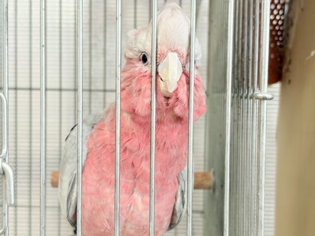 モモイロインコ