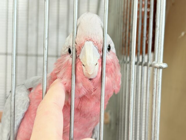 モモイロインコ