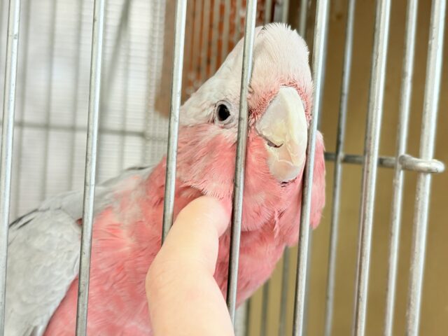 【最新画像更新🪄】なでなで好きの甘えんぼ〜🍑💖モモイロインコ(ノーマル) 女の子 モモイロインコ