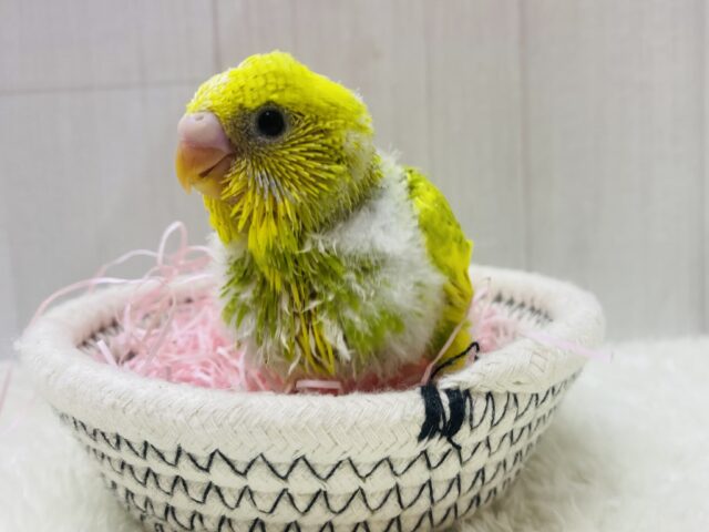 セキセイインコ