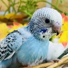 爽やかなライトブルー🩵セキセイインコ（ブルーオパーリン）