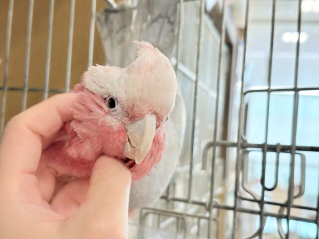 モモイロインコ