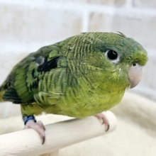 【🆙最新画像あり‼️】前傾姿勢にウルウルおめめ💚✨　サザナミインコ（ダークグリーン）