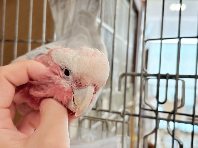 【最新画像更新🪄】なでなで好きの甘えんぼ〜🍑💖モモイロインコ(ノーマル) 女の子 モモイロインコ