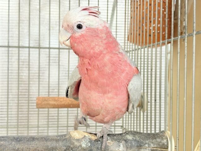 モモイロインコ