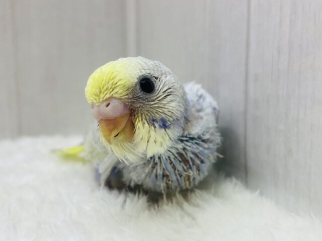 ✨ﾊﾟﾁﾊﾟﾁ弾けるレモンソーダちゃん🍋セキセイインコパステルレインボー🌈