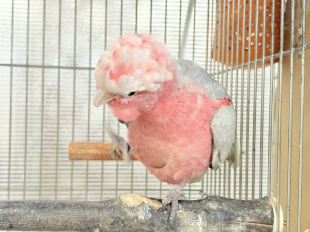 モモイロインコ