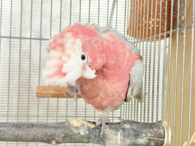 モモイロインコ