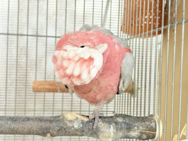 【最新画像更新🪄】なでなで好きの甘えんぼ〜🍑💖モモイロインコ(ノーマル) 女の子 モモイロインコ