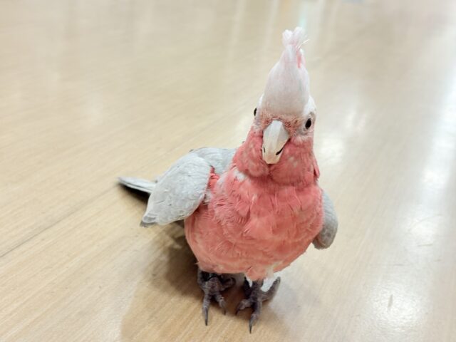 モモイロインコ