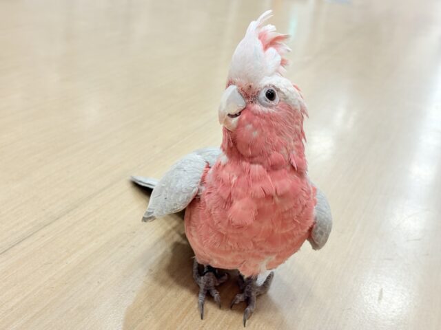 【最新画像更新🪄】なでなで好きの甘えんぼ〜🍑💖モモイロインコ(ノーマル) 女の子 モモイロインコ