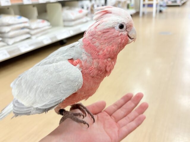 モモイロインコ