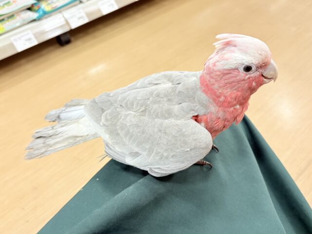 【最新画像更新🪄】なでなで好きの甘えんぼ〜🍑💖モモイロインコ(ノーマル) 女の子 モモイロインコ