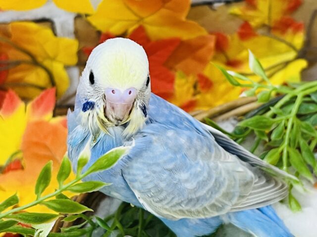 セキセイインコ