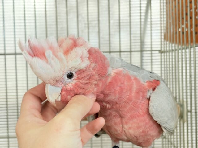 【最新画像更新🪄】なでなで好きの甘えんぼ〜🍑💖モモイロインコ(ノーマル) 女の子 モモイロインコ