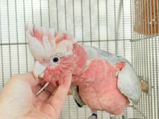 モモイロインコ