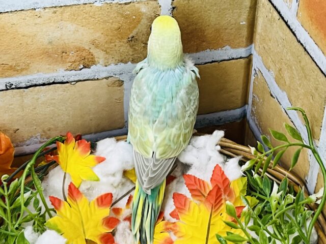 セキセイインコ