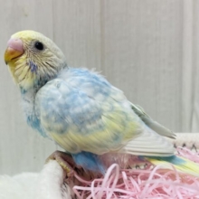 毎日ビジュイイじゃん〜👍💕ぽわぽわ可愛すぎるセキセイインコ（パステルレインボー）🌟