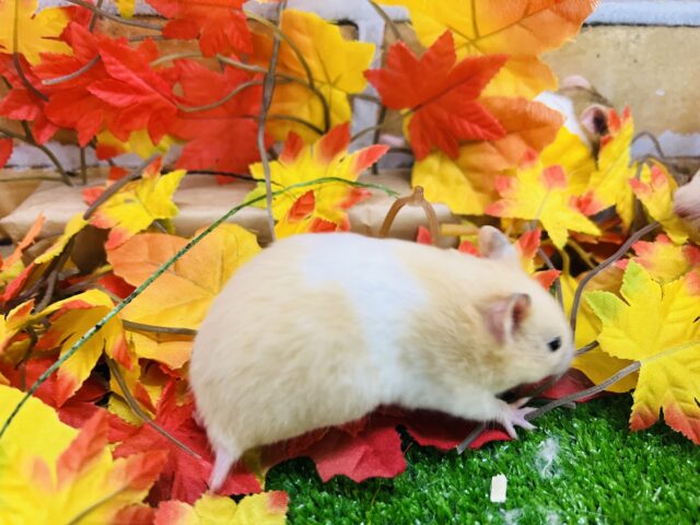 ゴールデンハムスター