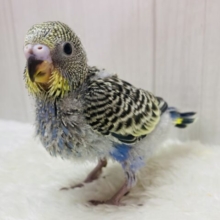 ｷｭﾙｷｭﾙおめめがチャームポイント☝🏻‪‪✨模様のステキなセキセイインコ(ノーマルイエローフェイス)💛