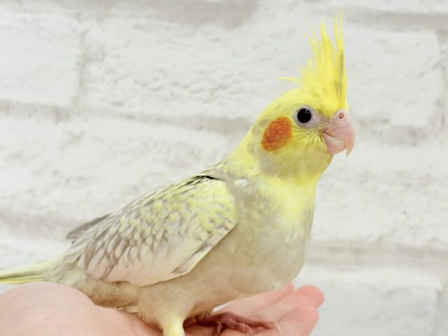オカメインコ