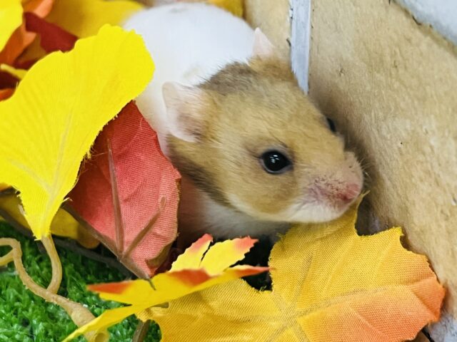 ゴールデンハムスター