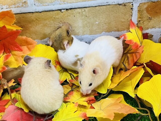 ゴールデン系ハムちゃんずの女の子たち入舎しました🧡