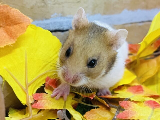 ゴールデンハムスター