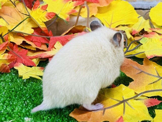 ゴールデンハムスター