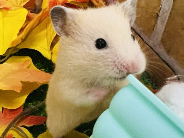 ゴールデンハムスター