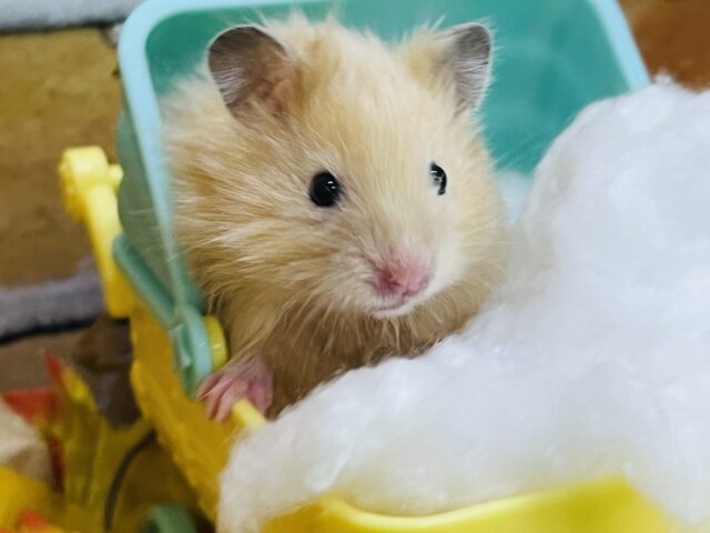 シルク毛玉✨サテンハムスターの男の子入舎しました! シルク毛玉✨サテンハムスターの男の子入舎しました!