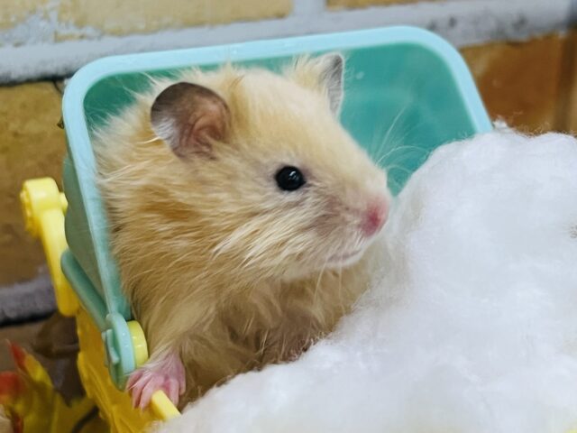 シルク毛玉✨サテンハムスターの男の子入舎しました! ゴールデンハムスター