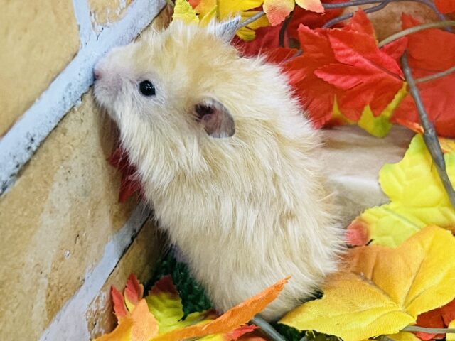 シルク毛玉✨サテンハムスターの男の子入舎しました! ゴールデンハムスター